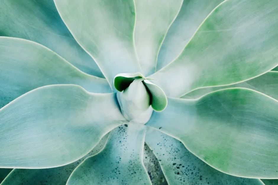 Agave Care |