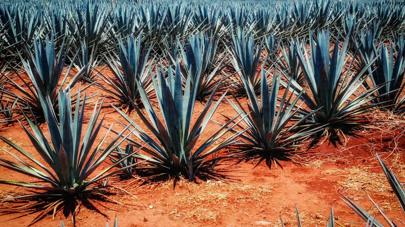 Agave Care | Agave Fields